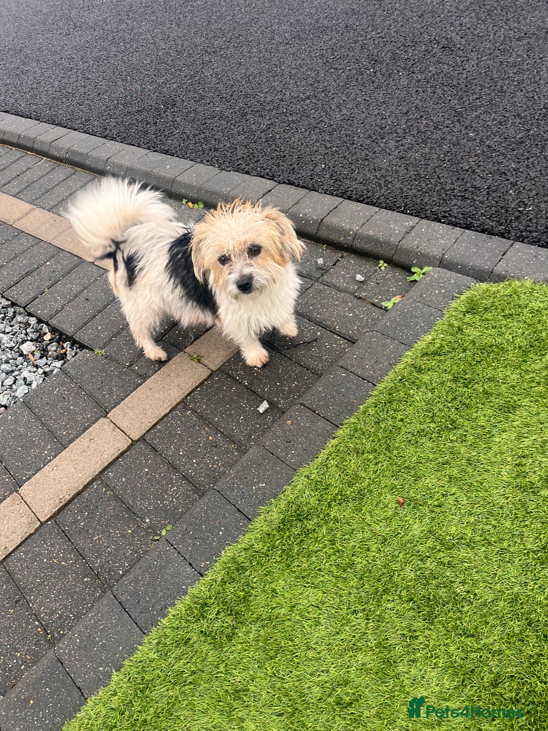 Mixed Breed dogs for sale: 5 beautiful jackshund puppies for sale - Advert 2