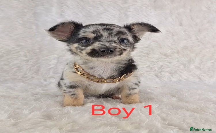 Chihuahua dogs - Advert 1