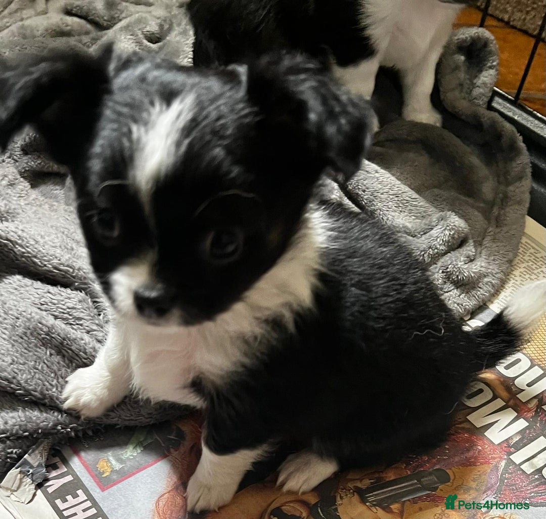 Chihuahua dogs for sale: 3 Long Coat Parti Boys - Image 3