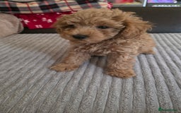 Maltipoo dogs for sale: Maltipoo/toy poodle  - Image 5