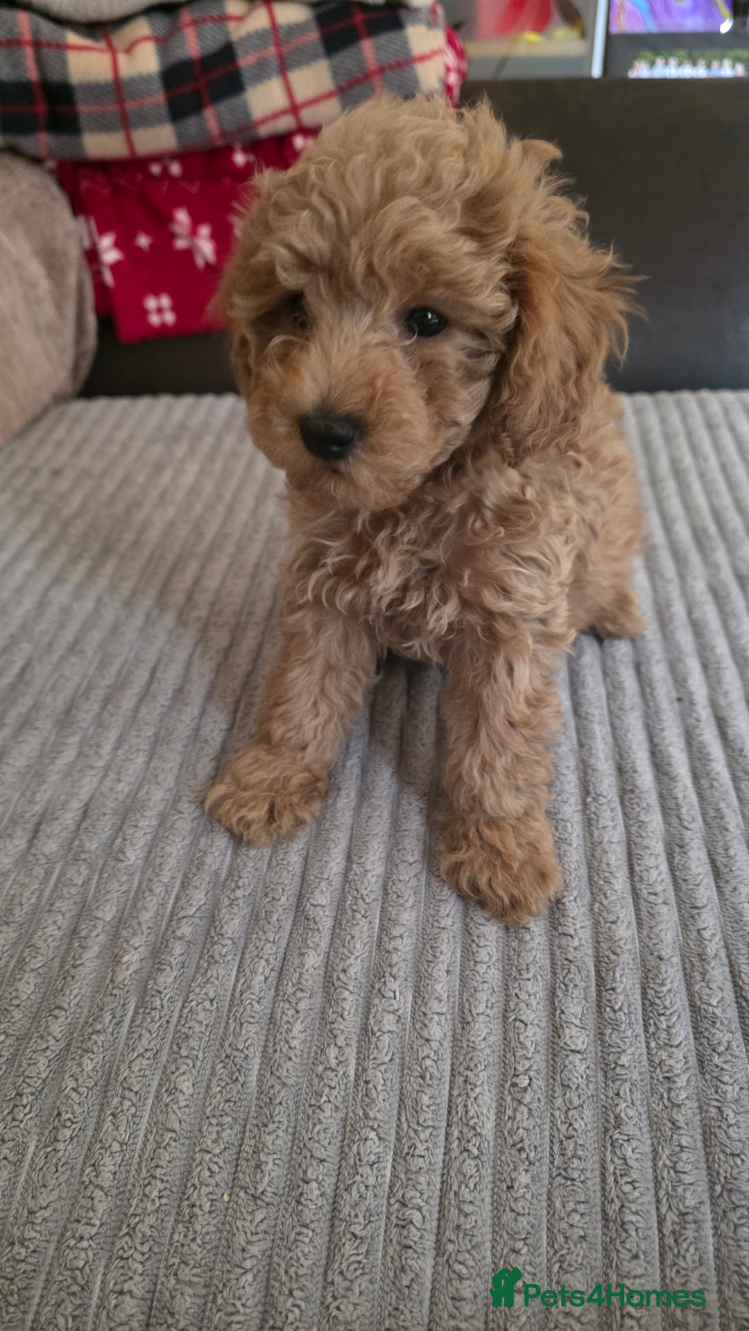 Maltipoo dogs for sale: Maltipoo/toy poodle  - Image 5