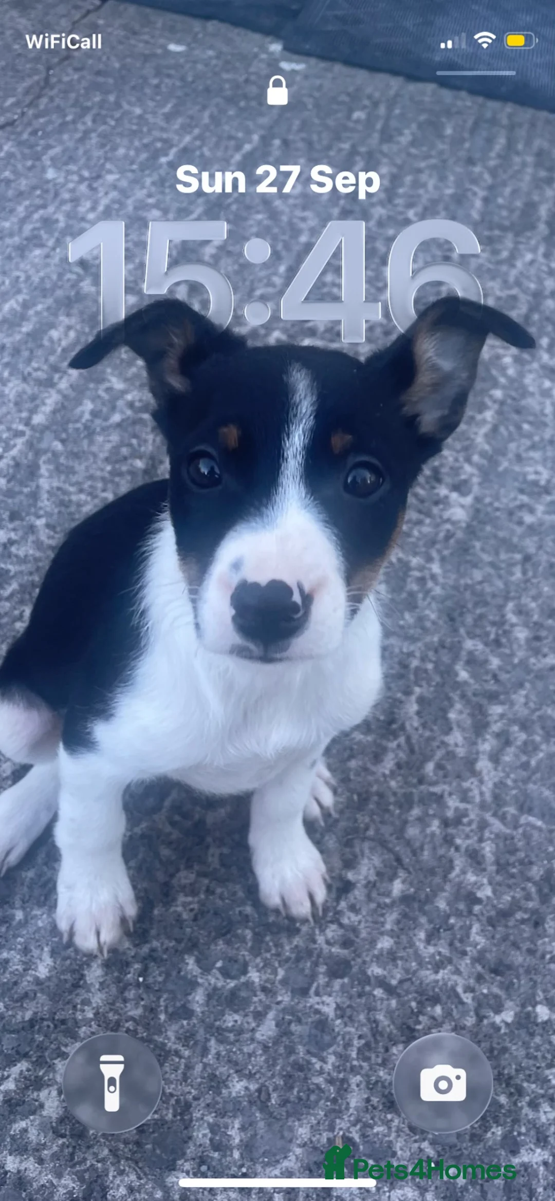 Border Collie dogs for sale: Border collie puppy  in Saint Asaph - Advert 2