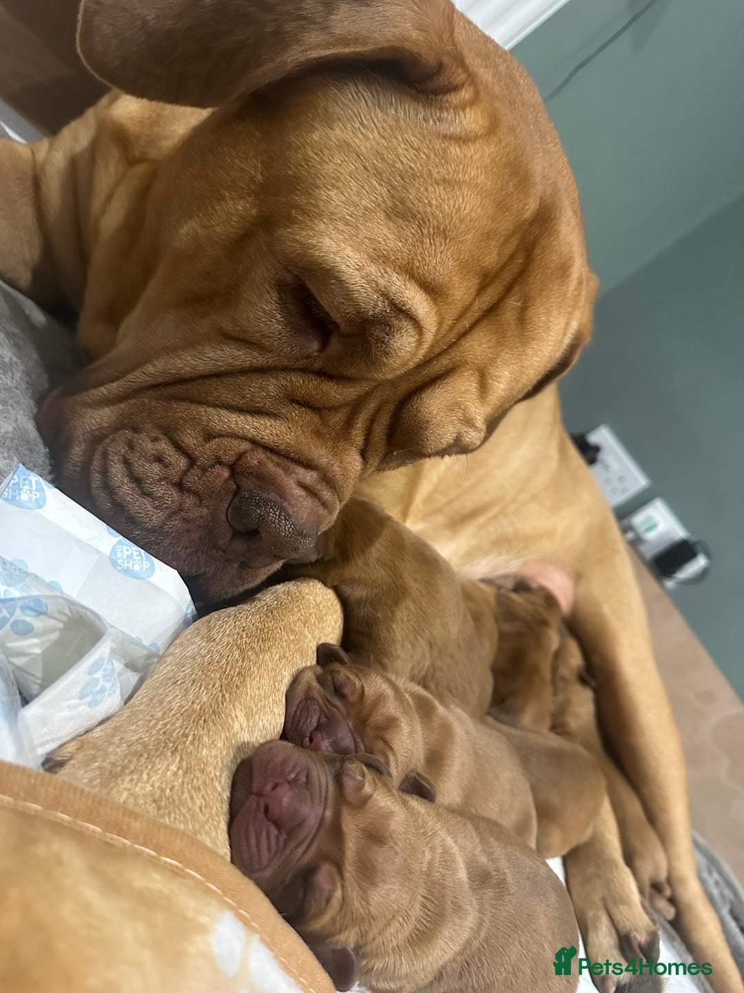 Dogue De Bordeaux dogs for sale: CHAMPION BLOODLINE chunky Dogue de Bordeaux Pup - Advert 6