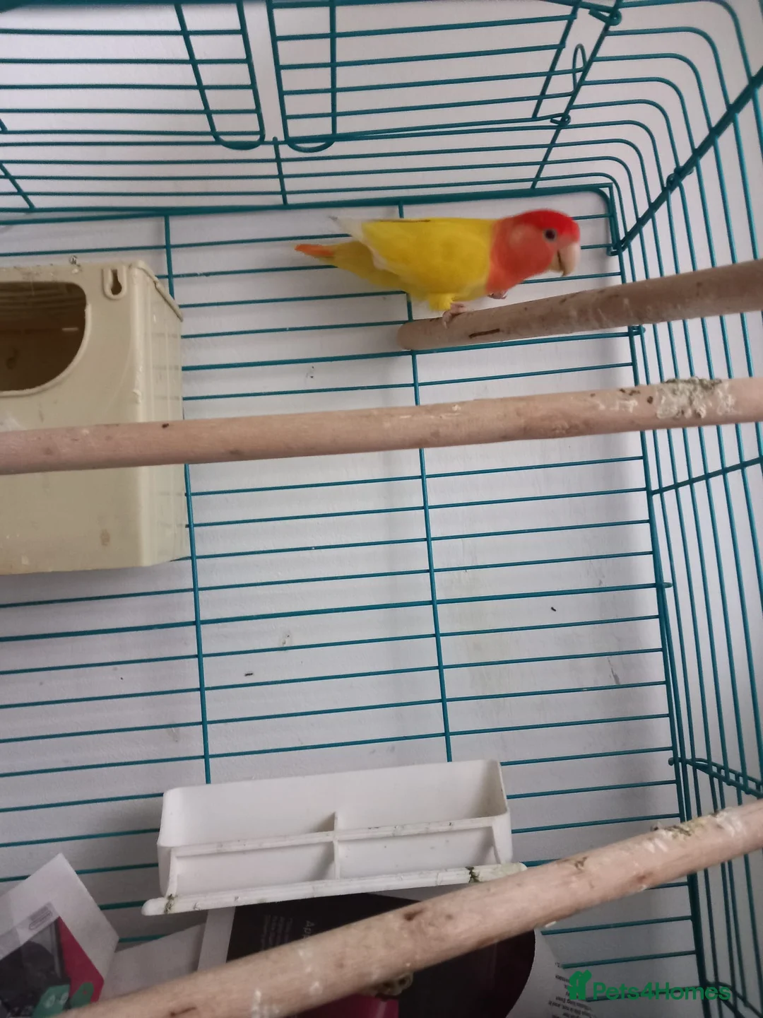 Lovebirds birds for sale: Lovebird in London - Advert 1