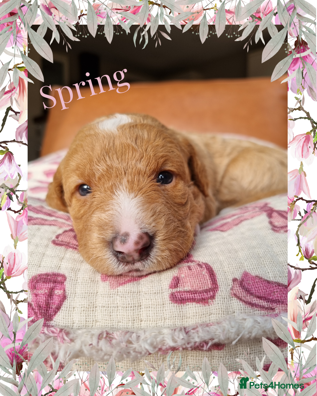 Australian Labradoodle dogs for sale: Stunning red F1b Australian Labradoodle puppies  - Image 33