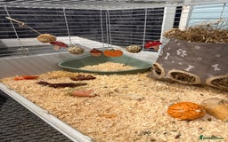 Guinea Pig rodents for sale: White male guinea pig  - Image 3