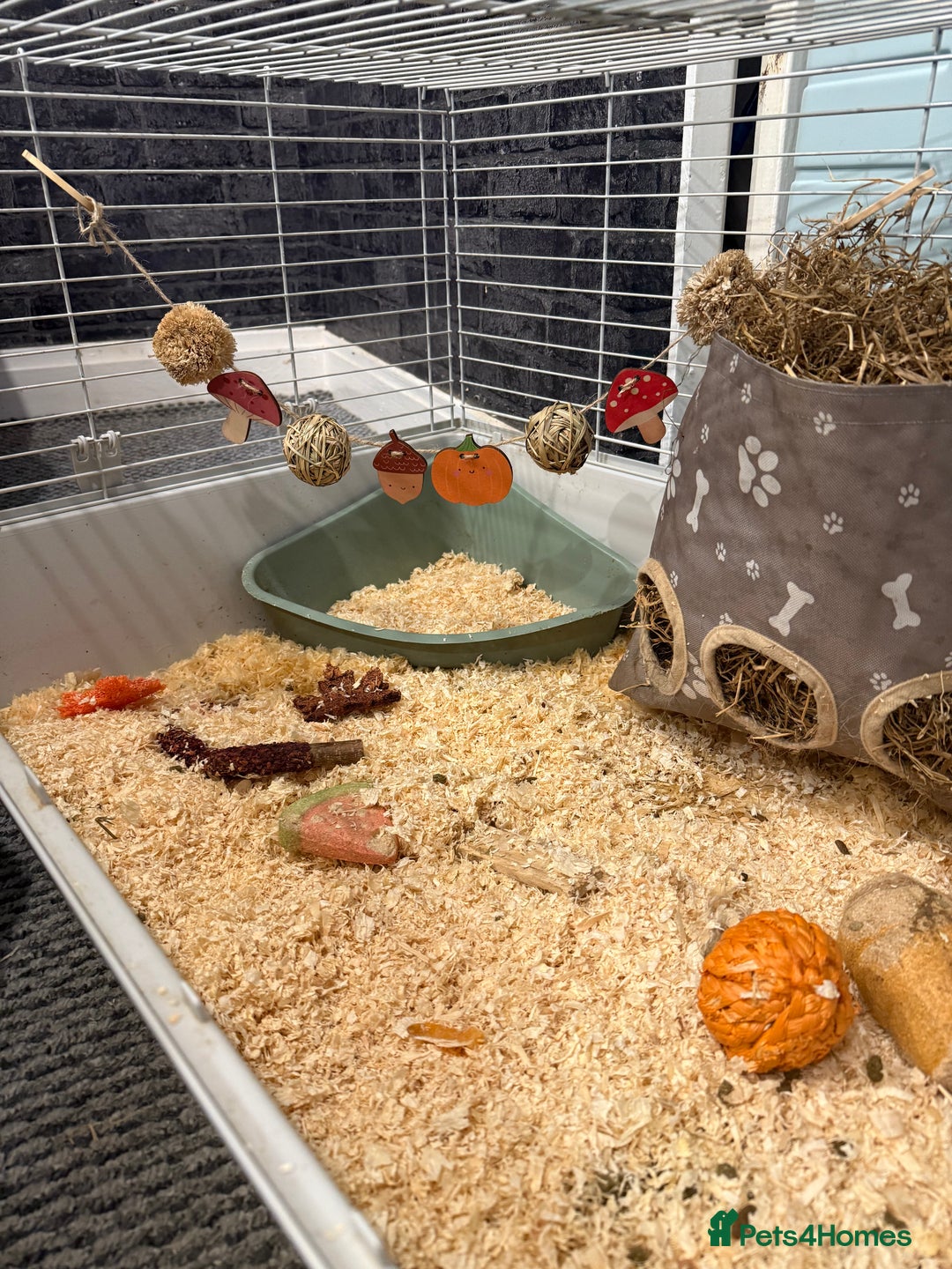 Guinea Pig rodents for sale: White male guinea pig  - Image 3