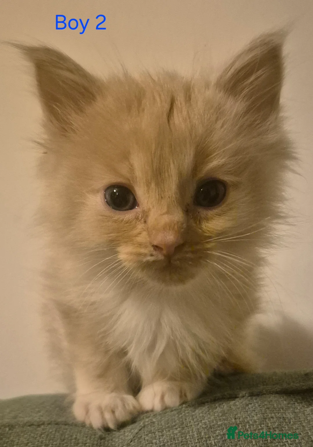 Mixed Breed cats for sale: 5 Beautiful Maine Coon/Ragdoll Kittens  - Advert 1