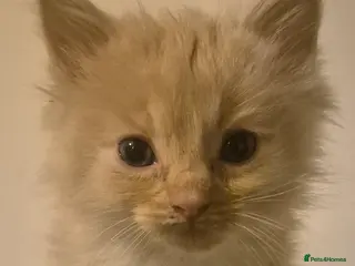 Mixed Breed cats 5 Beautiful Maine Coon/Ragdoll Kittens - Advert 5