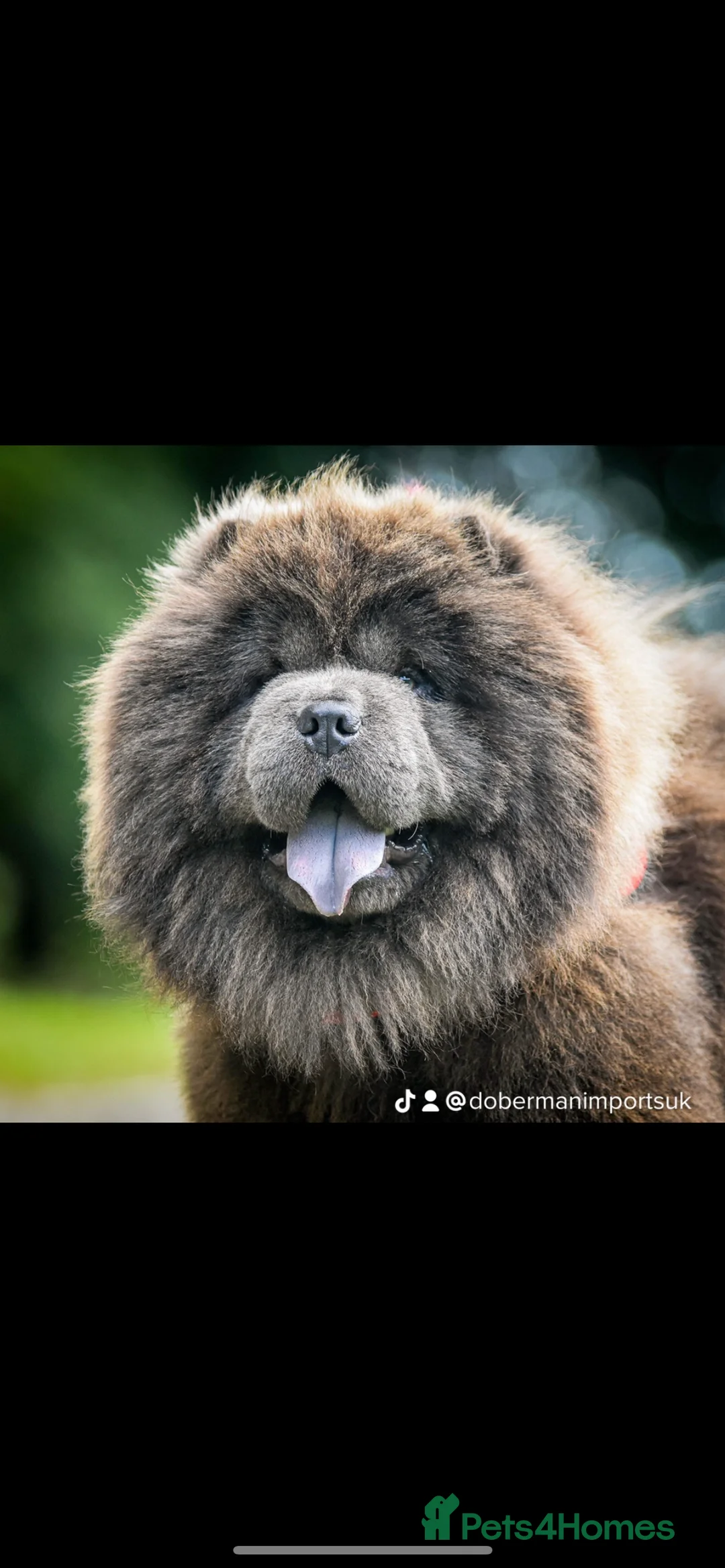 Chow Chow dogs for stud: Buddy the blue chow chow in Leeds - Advert 6