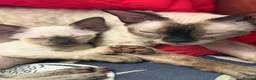 Devon Rex cats for sale: Two mischievous Devon Rex boys  - Advert 26