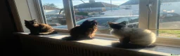 British Shorthair cats for sale: Kittens  - Advert 16