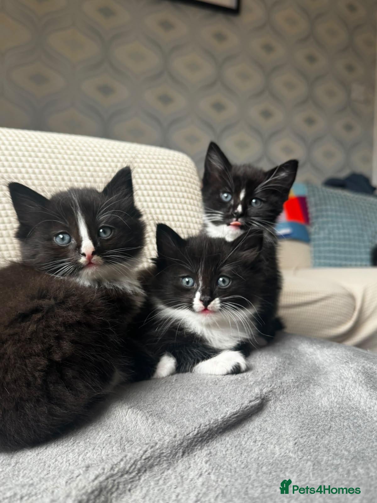 Mixed Breed cats for sale: 3 black and white tuxedo kittens, 2 male 1 female - Advert 18