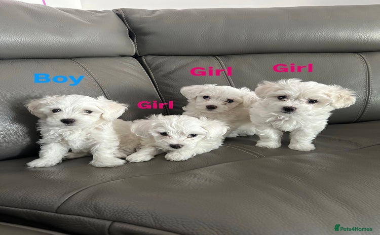 Mixed Breed dogs - Advert 1