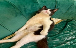 Mixed Breed cats for adoption: Lilian, the gorgeous one-eyed queen 👑  - Image 3