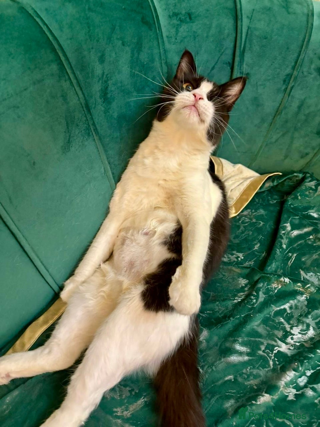 Mixed Breed cats for adoption: Lilian, the gorgeous one-eyed queen 👑  - Image 3