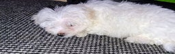 Maltese dogs for sale: Maltese Puppies – Hypoallergenic – Available 19/12 - Advert 3