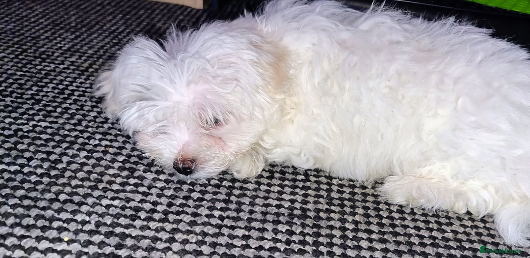 Maltese dogs for sale: Maltese Puppies – Hypoallergenic – Available 19/12 - Advert 3
