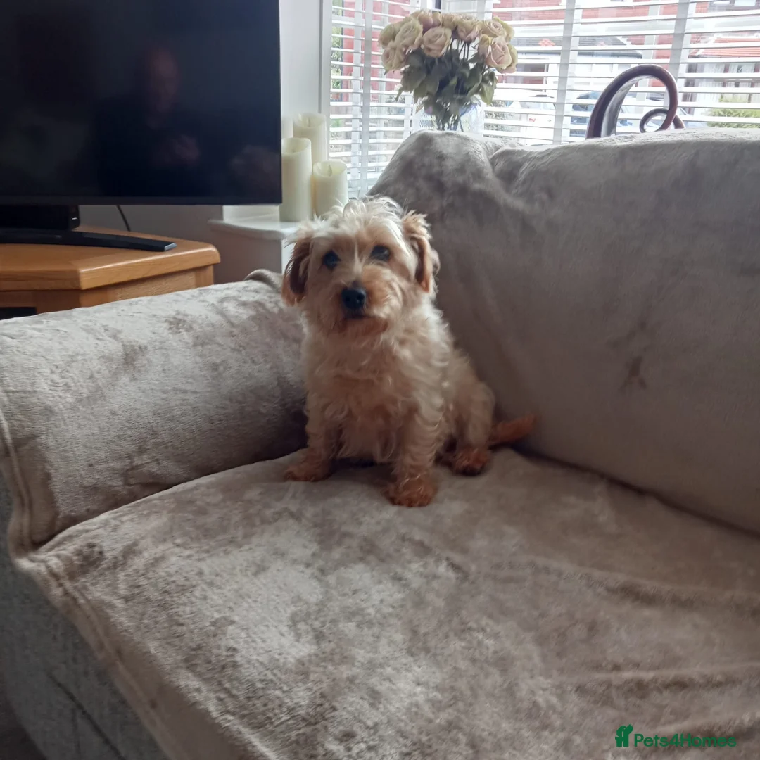 Norfolk Terrier dogs for sale: Norfolk terrier bitch - Advert 1