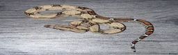 Boa Snake reptiles for sale: Baby boa constrictor - jungle  in Buckingham - Advert 2