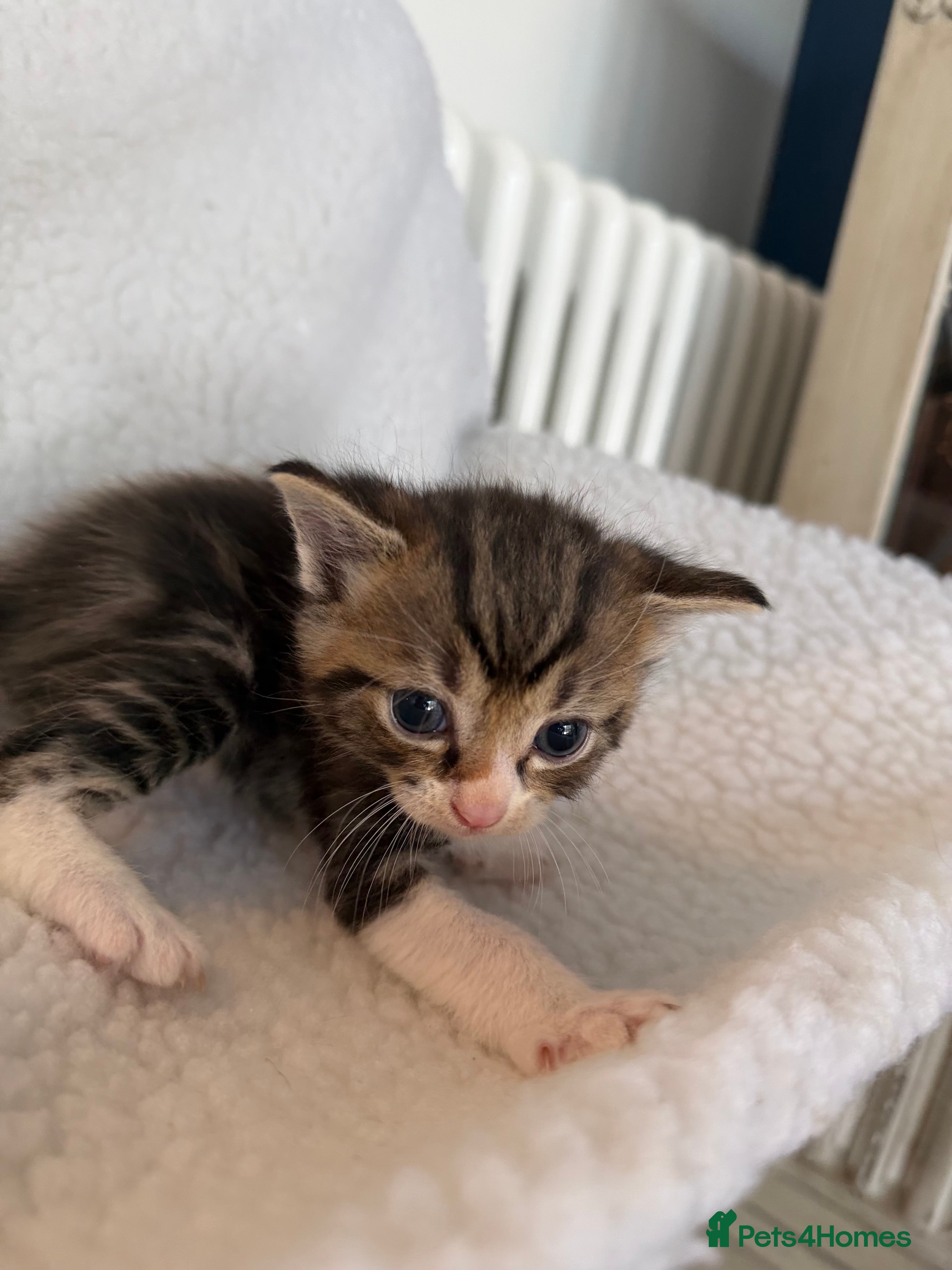 Ragcoon cats Beautiful Maine Coon × Ragdoll Kittens  - Advert 5