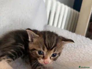 Ragcoon cats Beautiful Maine Coon × Ragdoll Kittens - Advert 5