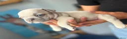French Bulldog dogs for sale: French Bulldog Puppies – Ready 11th July  in Rossendale - Advert 9