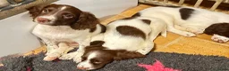 English Springer Spaniel dogs for sale: KC reg L&W / B&W springer puppies - Advert 4