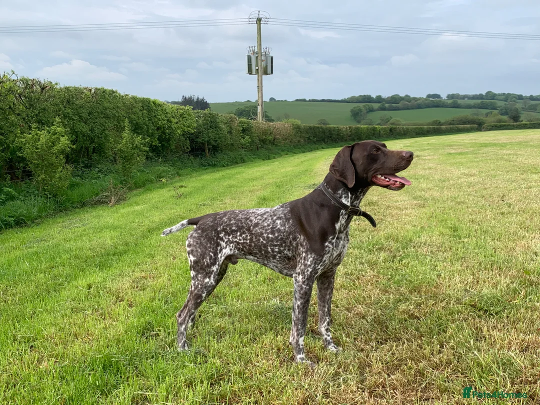 German Shorthaired Pointer dogs for stud: KC Registered GSP For Stud in Barnstaple - Advert 8