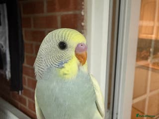 Budgerigars birds Baby Budgie, Beautiful Colour, Australian Budgie - Advert 4