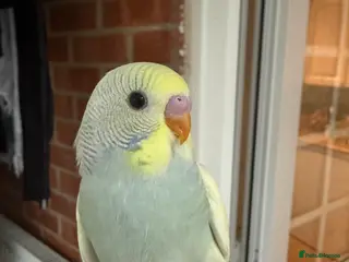 Budgerigars birds Baby Budgie, Beautiful Colour, Australian Budgie - Advert 11