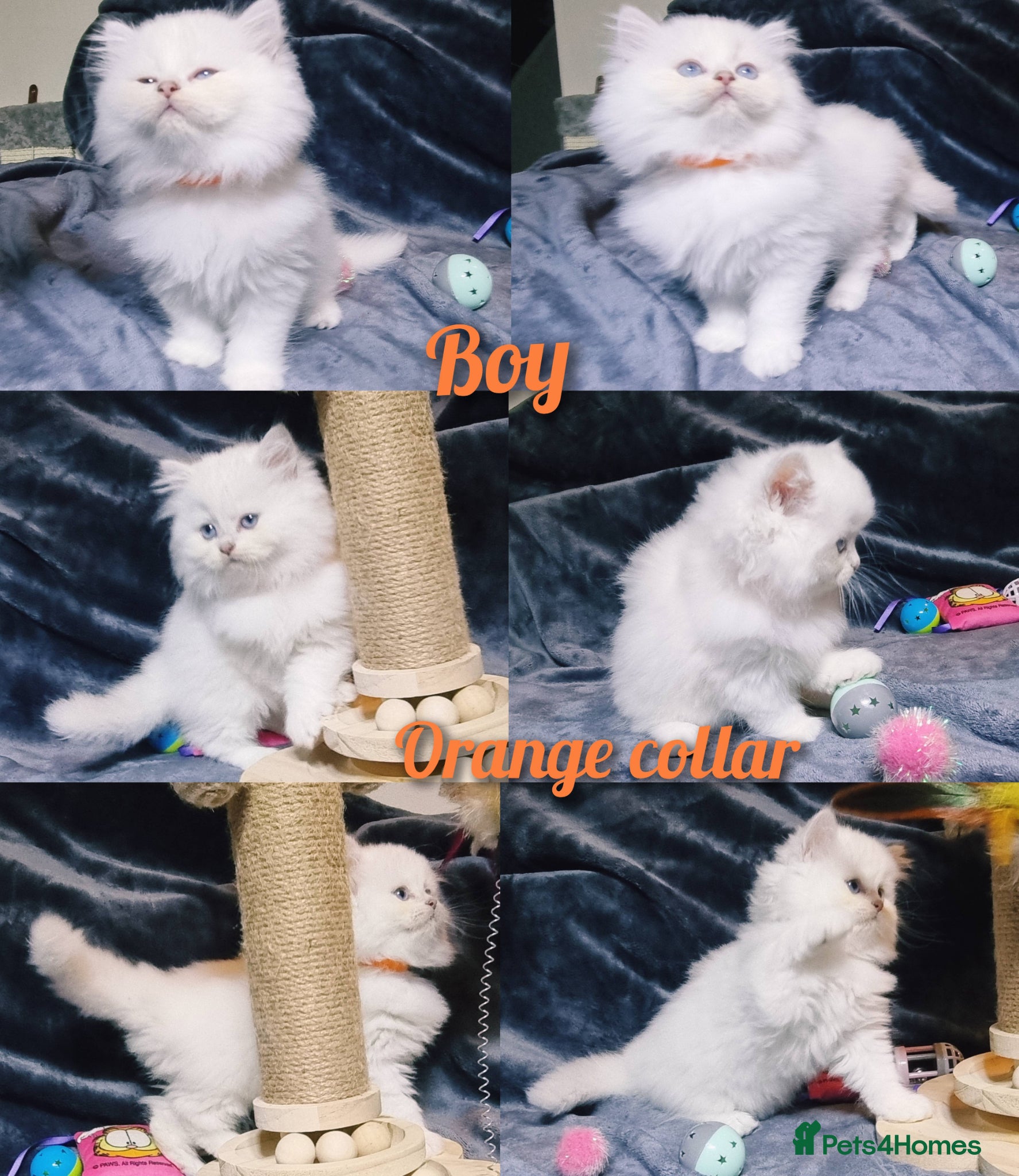 British Longhair cats BHL Silver Tipped ns12 KITEN - Advert 1