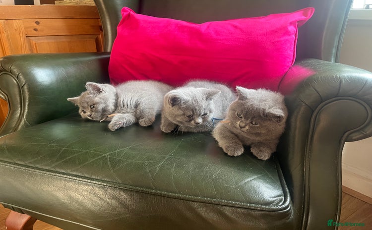 British Shorthair cats - Advert 3