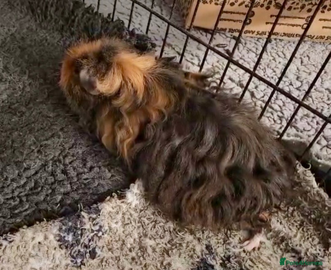 Guinea Pig rodents for sale: Bonded boar pedigree guinea pigs - Advert 6