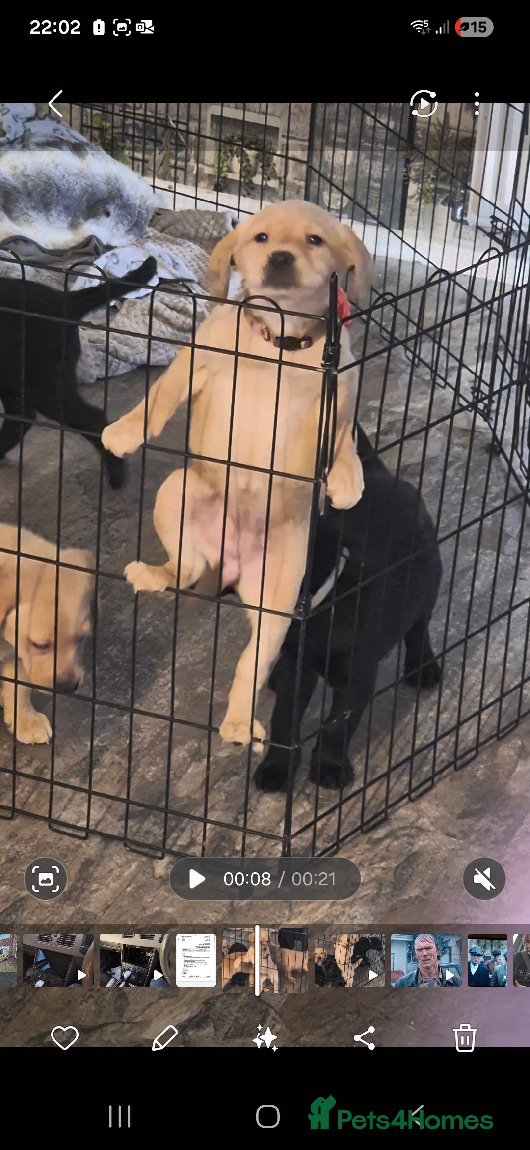 Labrador Retriever dogs KC Registered Fox Red and Black Labrador Puppies  - Advert 2