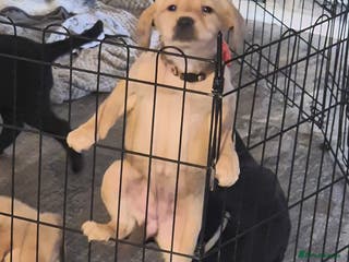 Labrador Retriever dogs KC Registered Fox Red and Black Labrador Puppies - Advert 2