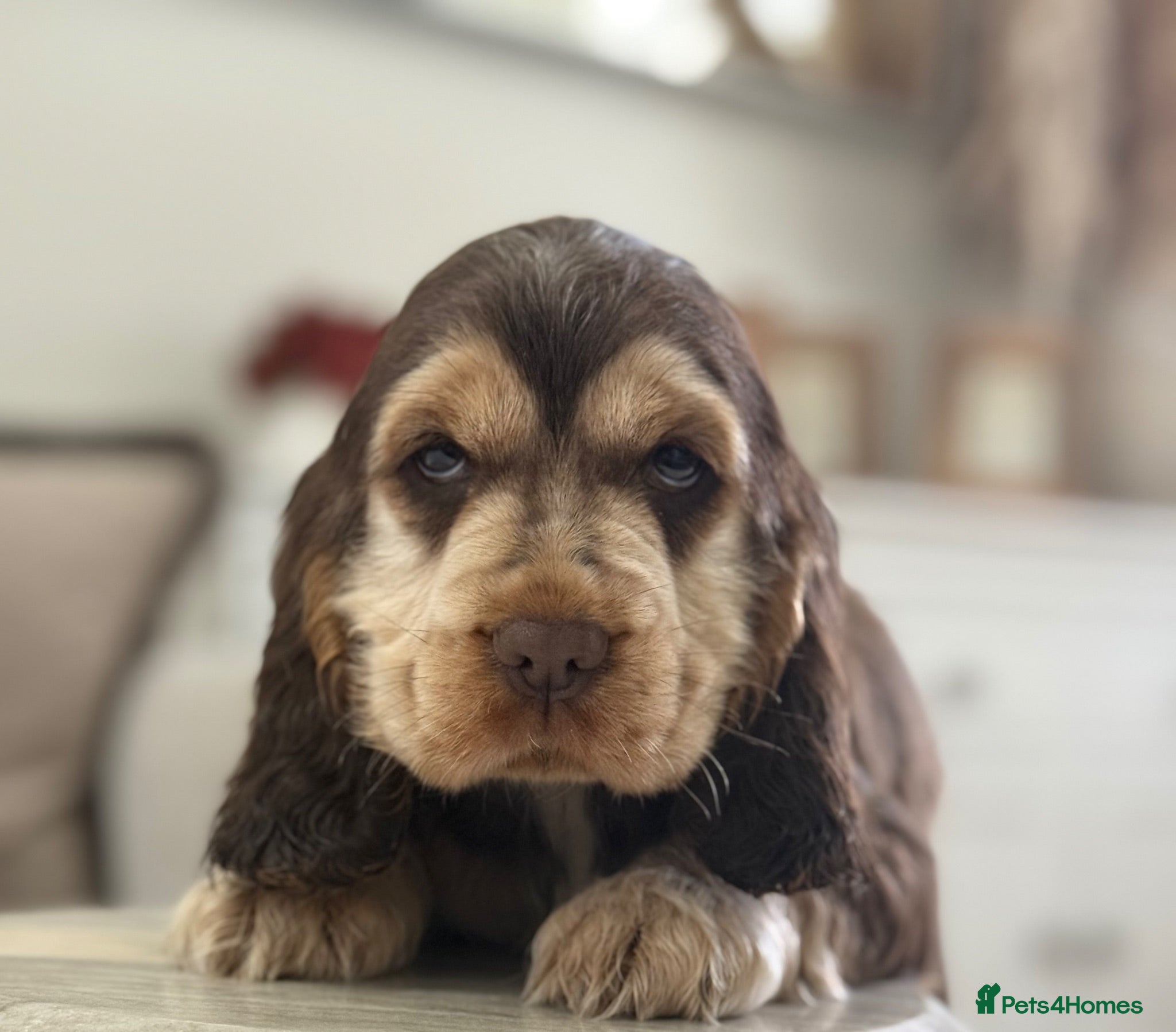 Cocker Spaniel dogs Show type cocker spaniels  - Advert 1