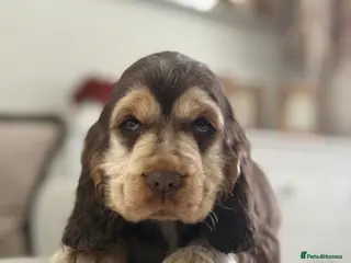 Cocker Spaniel dogs Show type cocker spaniels - Advert 1