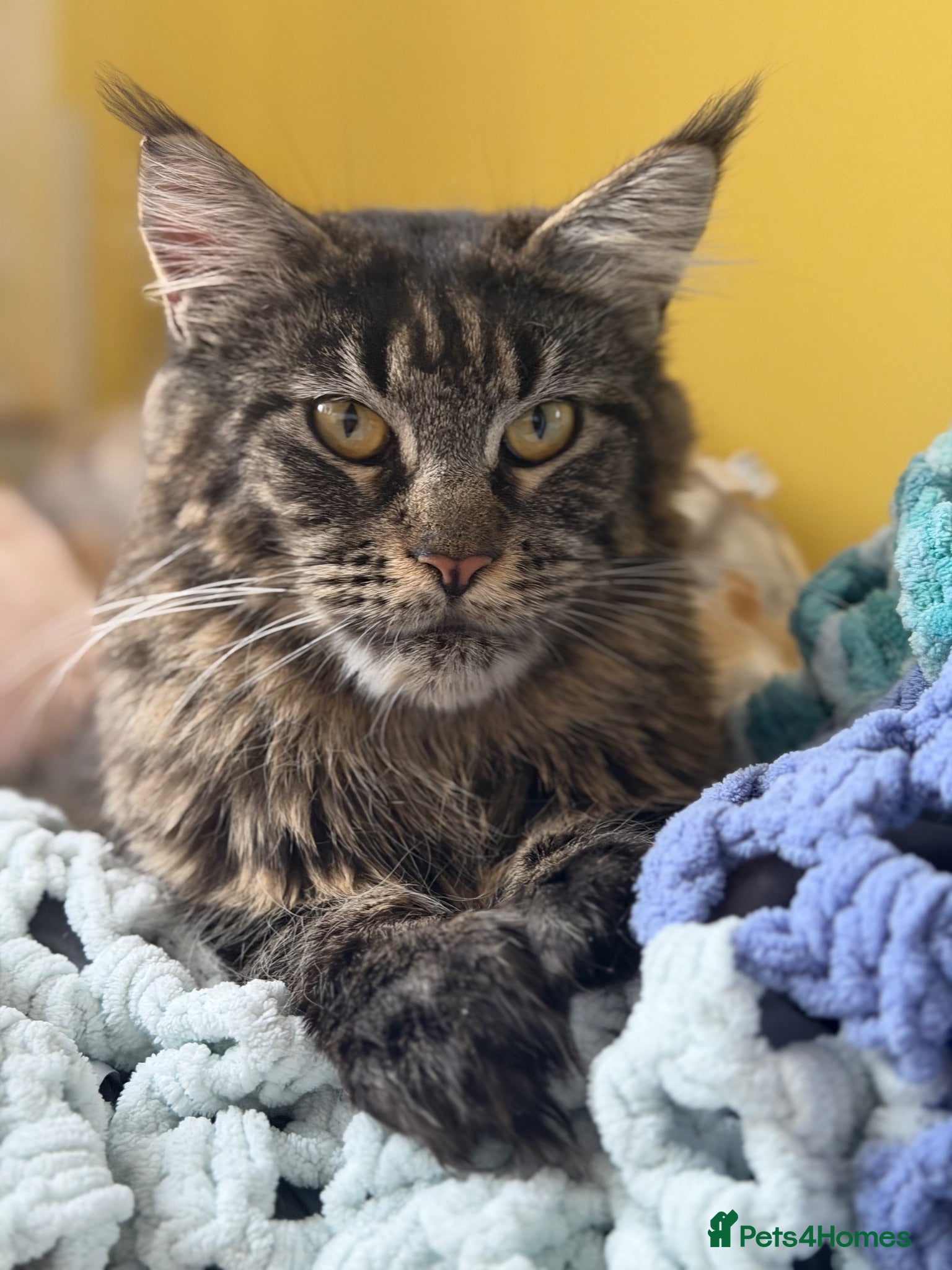Maine Coon cats Mane coon kittens  - Advert 1