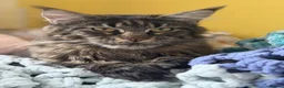 Maine Coon cats for sale: Mane coon kittens  - Advert 1