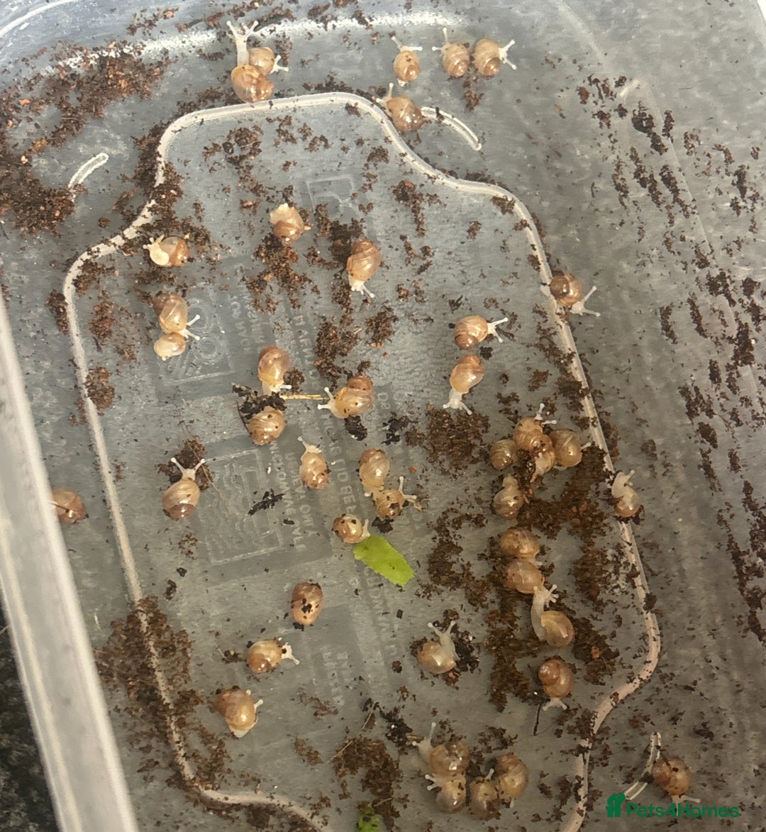 Snails invertebrates for sale: giant african land snail babies  - Advert 2
