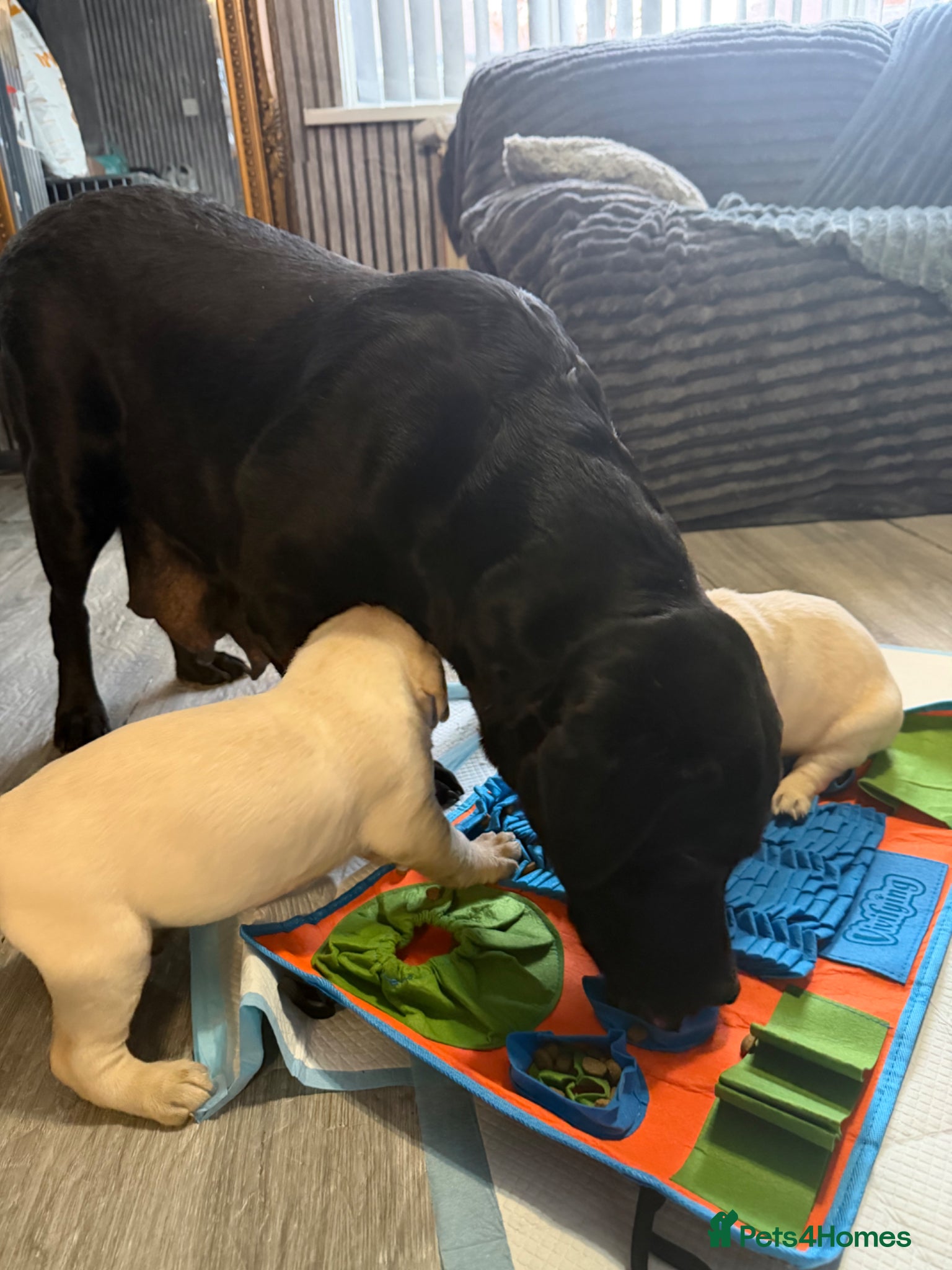 Labrador Retriever dogs Labrador puppies female/male ❤️🐾 - Advert 1