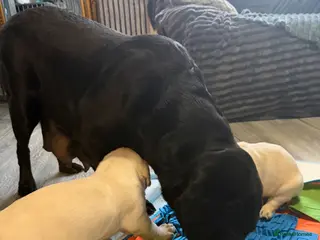 Labrador Retriever dogs Labrador puppies female/male ❤️🐾 - Advert 10