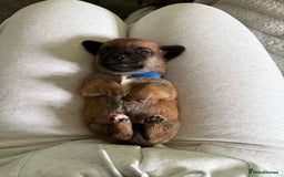 Mixed Breed dogs for sale: 🐾🤎 Adorable Dachshund Cross Puppies  - Image 19