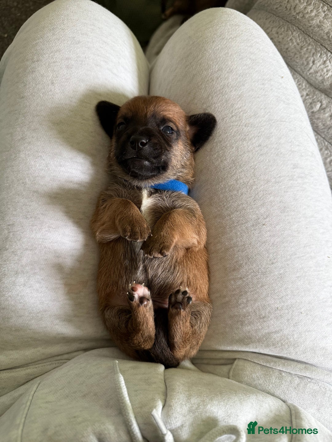 Mixed Breed dogs for sale: 🐾🤎 Adorable Dachshund Cross Puppies  - Image 19