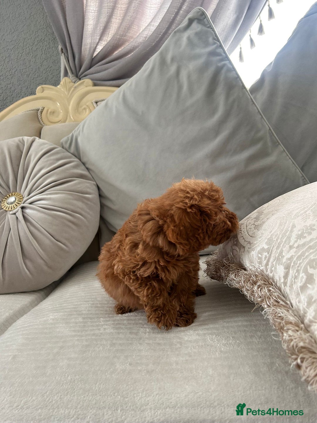 Labradoodle dogs for sale: Beautiful Labradoodle  - Image 4