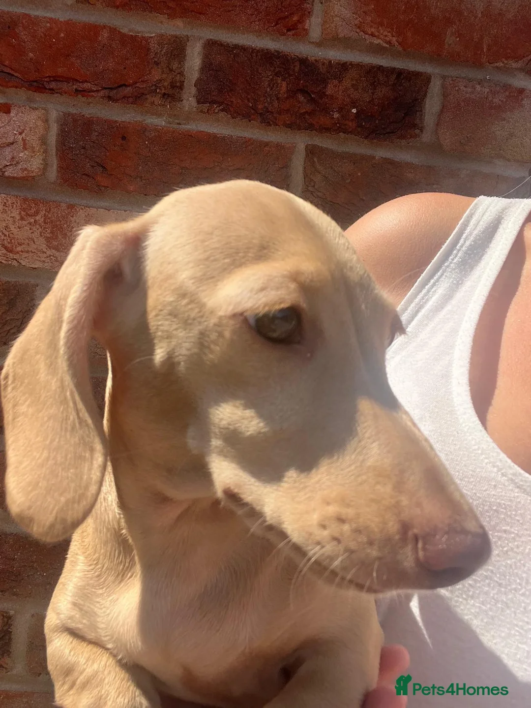 Miniature Dachshund dogs for sale: 1 stunning cream Miniature Dachshund girl - Advert 2