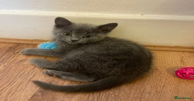 Mixed Breed cats - Advert 9