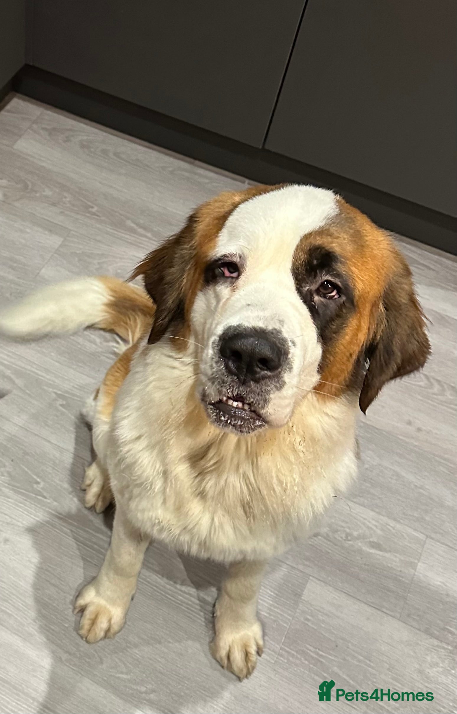Saint Bernard dogs Perfect home wanted - Advert 3