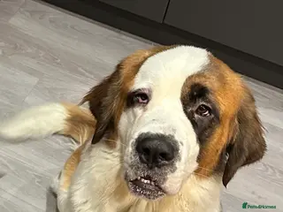 Saint Bernard dogs Perfect home wanted - Advert 3